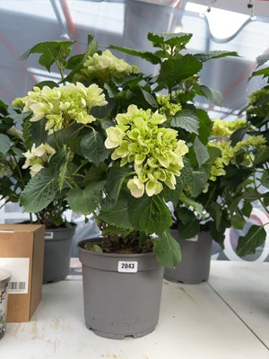 Lot 2043 - Large potted hydrangea