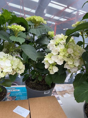Lot 2044 - Large potted hydrangea