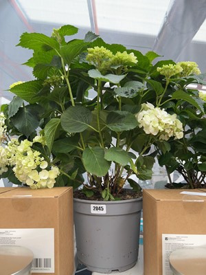Lot 2045 - Large potted hydrangea