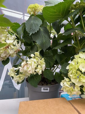 Lot 2046 - Large potted hydrangea