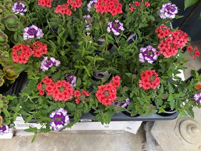 Lot 2047 - Tray containing 10 large potted mixed verbena