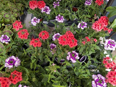 Lot 2048 - Tray containing 10 large potted mixed verbena