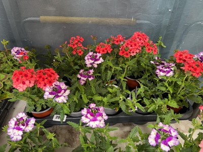 Lot 2049 - Tray containing 10 large potted mixed verbena
