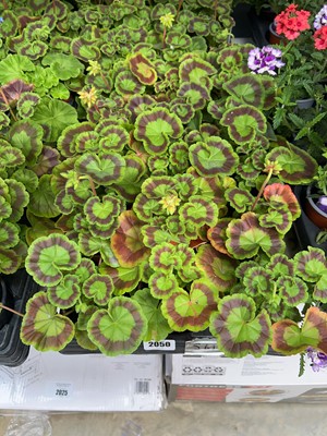 Lot 2050 - Tray containing 18 potted geraniums