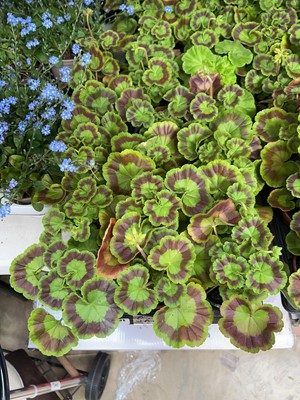 Lot 2051 - Tray containing 18 potted geraniums