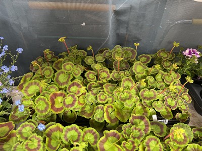 Lot 2052 - Tray containing 18 potted geraniums