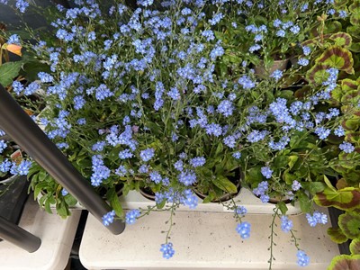Lot 2053 - Tray containing 10 potted lobelia