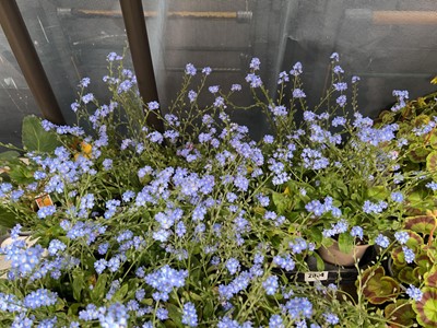 Lot 2054 - Tray containing 10 potted lobelia