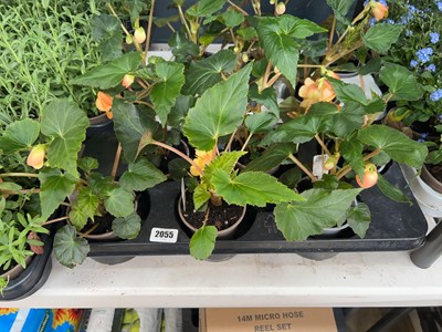 Lot 2055 - Tray containing 6 large begonias