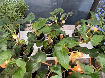 Lot 2056 - Tray containing 6 large begonias