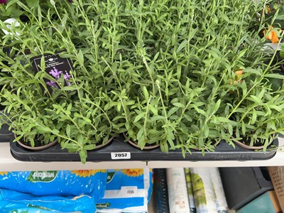 Lot 2057 - Tray containing 10 potted Butterfly Giant...
