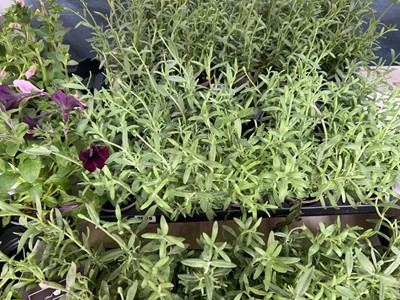 Lot 2058 - Tray containing 10 potted Butterfly Giant...