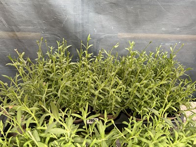 Lot 2059 - Tray containing 10 potted Butterfly Giant...