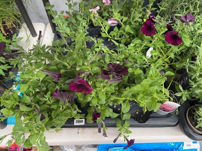 Lot 2060 - Tray containing 6 large potted petunias