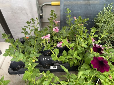 Lot 2061 - Tray containing 6 large potted petunias