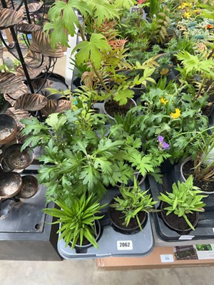 Lot 2062 - Tray containing 8 pots of mixed perennial...