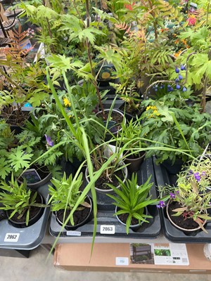 Lot 2063 - Tray containing 8 pots of mixed perennial...