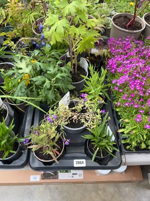 Lot 2064 - Tray containing 8 pots of mixed perennial...