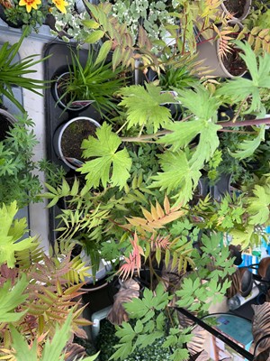 Lot 2065 - Tray containing 8 pots of mixed perennial...
