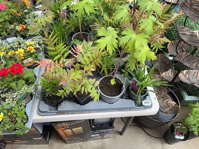 Lot 2066 - Tray containing 8 pots of mixed perennial...
