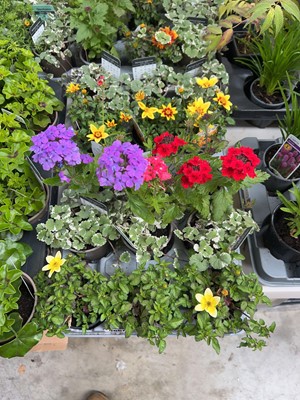 Lot 2067 - Tray containing 15 mixed basket plants incl....