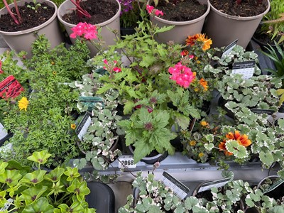 Lot 2068 - Tray containing 15 mixed basket plants incl....