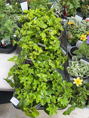 Lot 2069 - Tray containing 12 potted pelargoniums