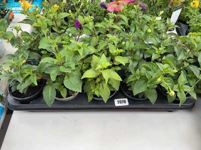 Lot 2070 - Tray containing 10 mixed fuchsias