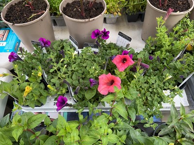 Lot 2071 - Tray containing 12 mixed petunias