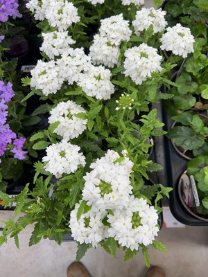 Lot 2074 - Tray containing 6 large white Show Boat verbena