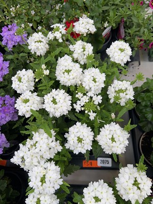 Lot 2075 - Tray containing 6 large white Show Boat verbena