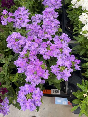 Lot 2076 - Tray containing 6 large lavender Show Boat...