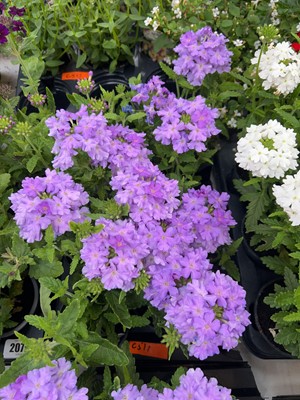 Lot 2077 - Tray containing 6 large lavender Show Boat...
