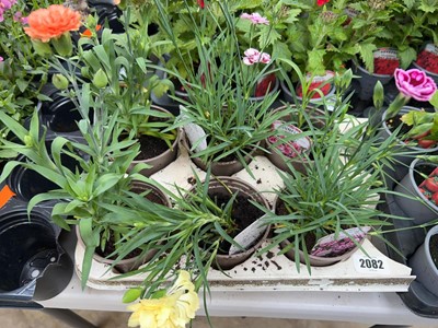 Lot 2082 - Tray containing 6 large potted dianthus