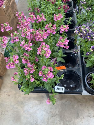 Lot 2083 - Tray containing 6 large potted Nuvo Rose Nemesia