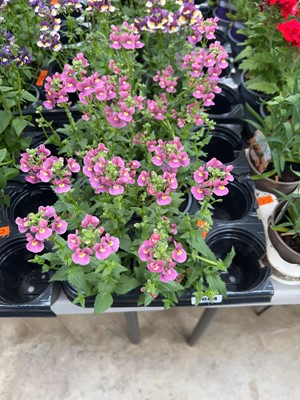 Lot 2084 - Tray containing 6 large potted Nuvo Rose Nemesia