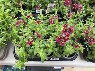 Lot 2085 - Tray containing 6 large potted Nuvo Carmine...
