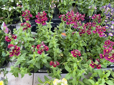 Lot 2086 - Tray containing 6 large potted Nuvo Carmine...
