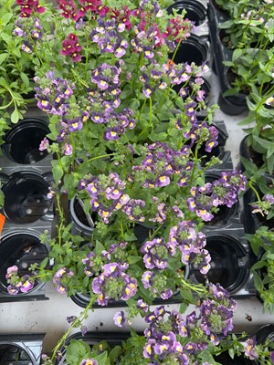Lot 2087 - Tray containing 6 large potted Nuvo Blue...