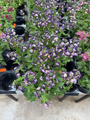 Lot 2088 - Tray containing 6 large potted Nuvo Blue...