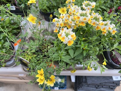Lot 2089 - Tray containing 6 Spotlight Bidens