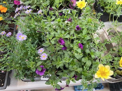 Lot 2090 - Tray containing 6 mixed basket plants