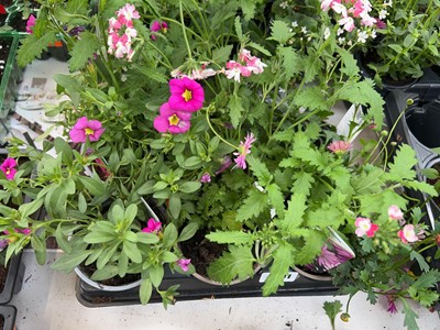 Lot 2091 - Tray containing 6 mixed perennial plants incl....