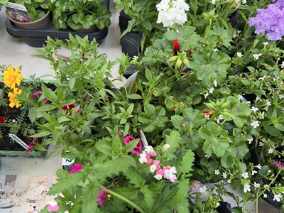 Lot 2092 - Tray containing 6 mixed perennial plants incl....