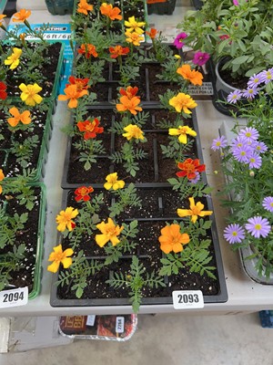 Lot 2093 - 3 trays of 27 French marigolds
