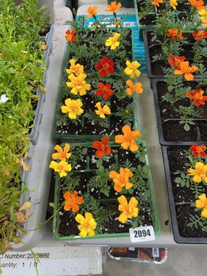 Lot 2094 - 3 trays of 27 French marigolds