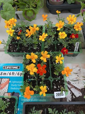 Lot 2095 - 3 trays of 27 French marigolds