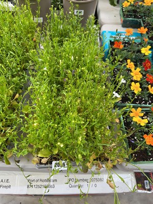 Lot 2096 - 3 trays of white lobelia
