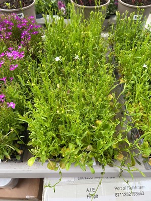 Lot 2097 - 3 trays of white lobelia