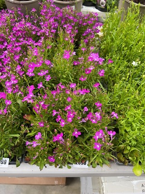 Lot 2098 - 3 trays of purple lobelia